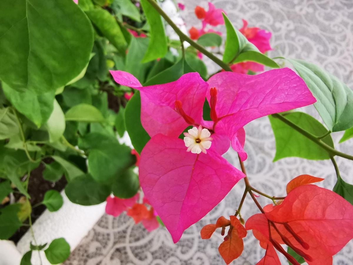 פנגלאו Alisa Garden Boutique Hotel מראה חיצוני תמונה