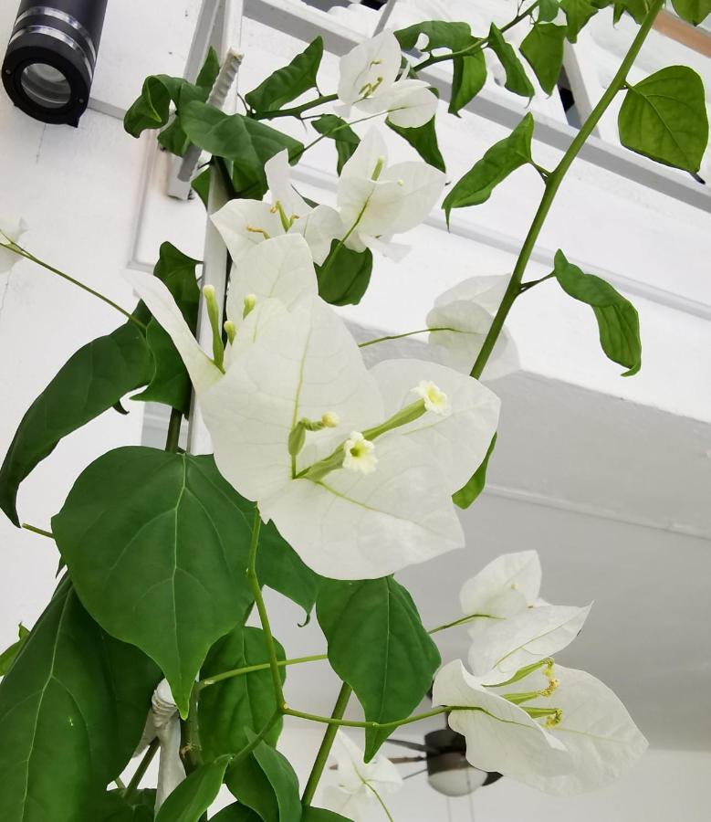 פנגלאו Alisa Garden Boutique Hotel מראה חיצוני תמונה